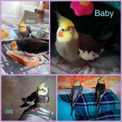 Lost Male Bird last seen 26 mile and Romeo Plank, Macomb, MI 48042