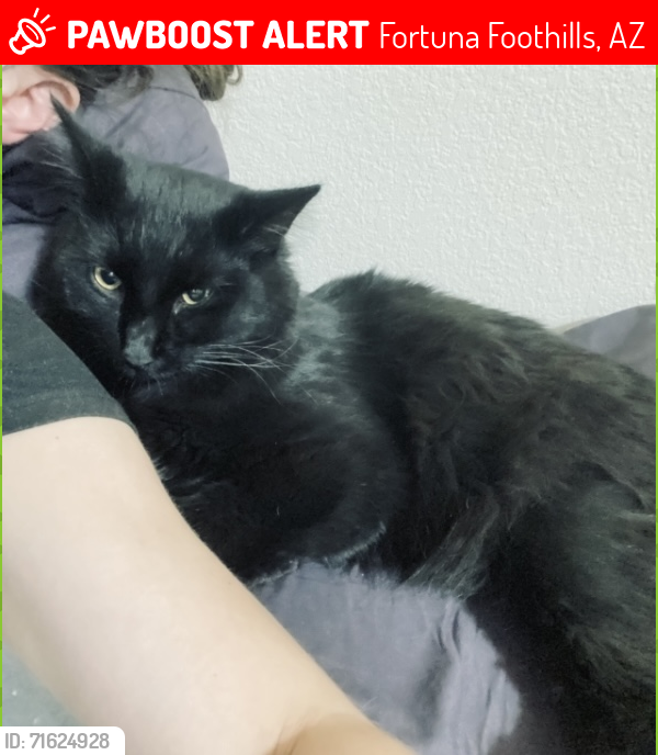 Lost Male Cat last seen Mesa Del Sol, Fortuna Foothills, AZ 85367
