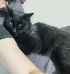 Lost Male Cat last seen Mesa Del Sol, Fortuna Foothills, AZ 85367