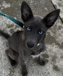 Lost Female Dog last seen Near Pickerell ave, Corcoran, CA 93212, US, Corcoran, CA 93212