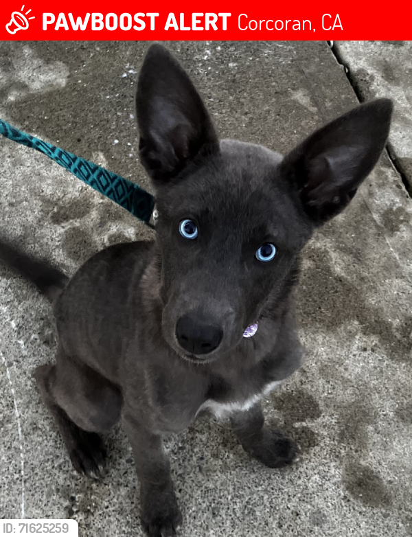 Lost Female Dog last seen Near Pickerell ave, Corcoran, CA 93212, US, Corcoran, CA 93212