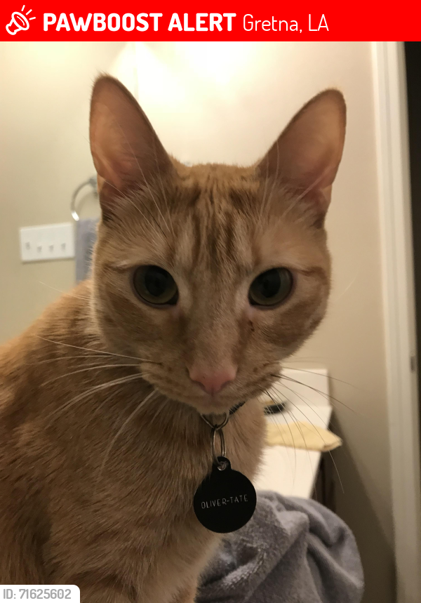 Lost Male Cat last seen Stumpf Blvd, Gretna, LA 70053