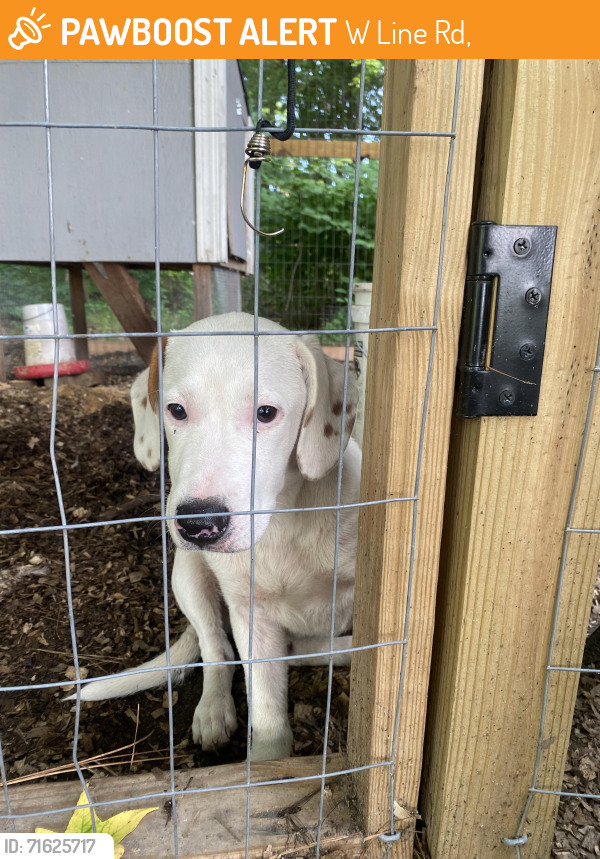 Found/Stray Male Dog last seen Near W Line Rd 19940, W Line Rd,  19940