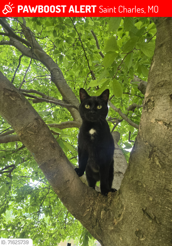 Lost Male Cat last seen Fleet lane, Saint Charles, MO 63301