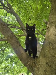 Lost Male Cat last seen Fleet lane, Saint Charles, MO 63301