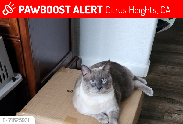 Lost Male Cat last seen Dunmore Ave, towards Dewey Drive intersection, where (Celtic Cross Church), Citrus Heights, CA 95621