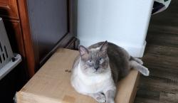 Lost Male Cat last seen Dunmore Ave, towards Dewey Drive intersection, where (Celtic Cross Church), Citrus Heights, CA 95621