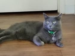 Lost Female Cat last seen Back of complex , village at lake mary apts, Flagstaff, AZ 86005