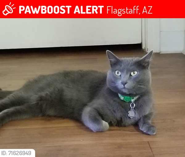 Lost Female Cat last seen Back of complex , village at lake mary apts, Flagstaff, AZ 86005