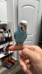 Lost Female Bird last seen Meadowview Park, Corinth, TX 76210