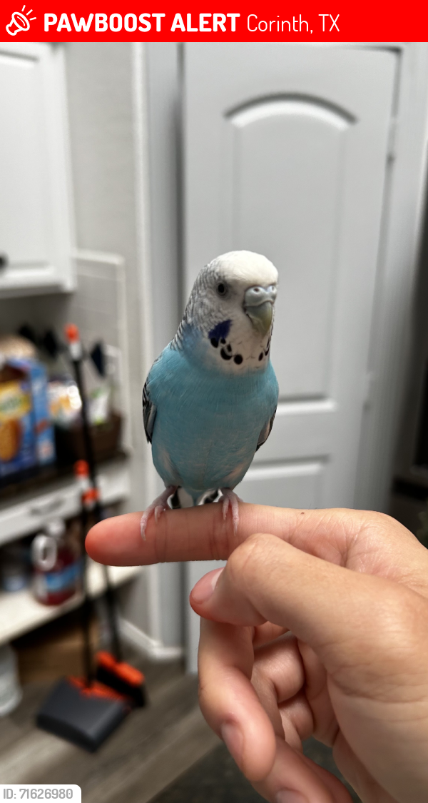 Lost Female Bird last seen Meadowview Park, Corinth, TX 76210