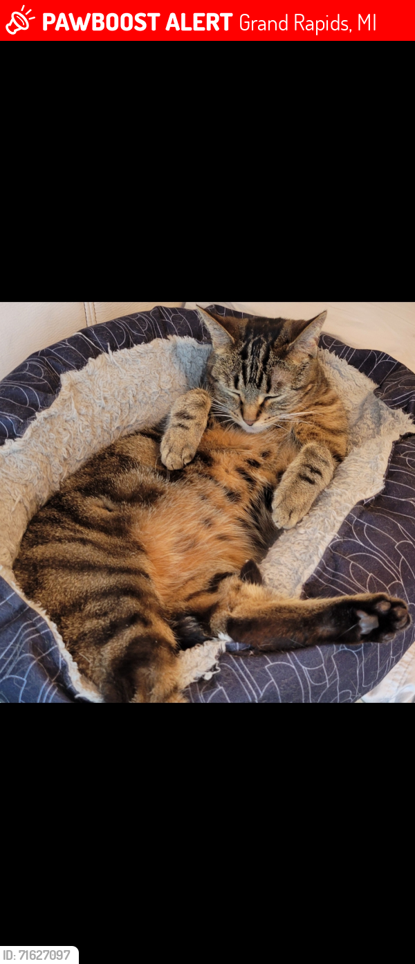 Lost Female Cat last seen Fountain between Union and Grand, Grand Rapids, MI 49503