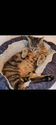 Lost Female Cat last seen Fountain between Union and Grand, Grand Rapids, MI 49503