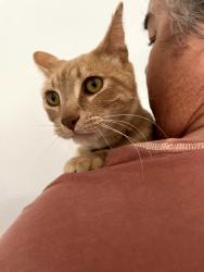 Lost Male Cat last seen Central, Apple Valley, CA 92308