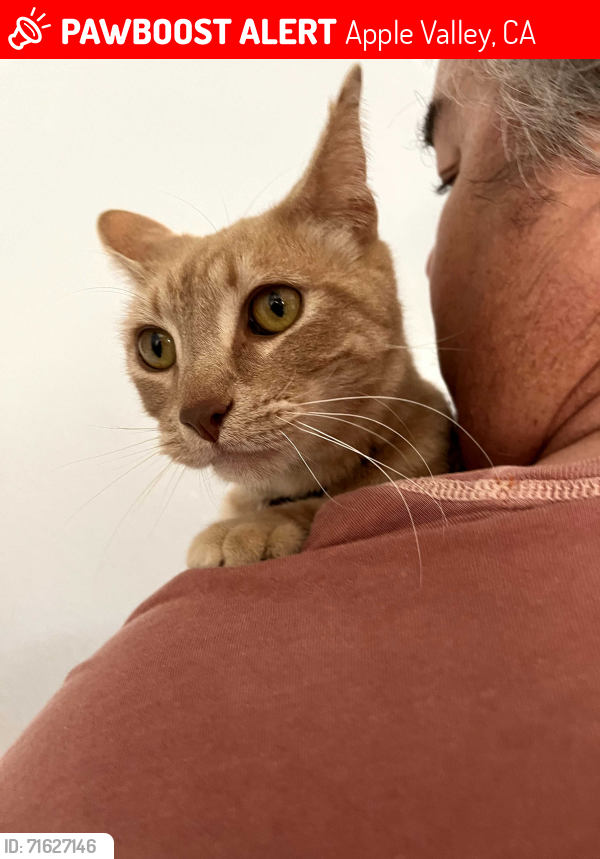 Lost Male Cat last seen Central, Apple Valley, CA 92308