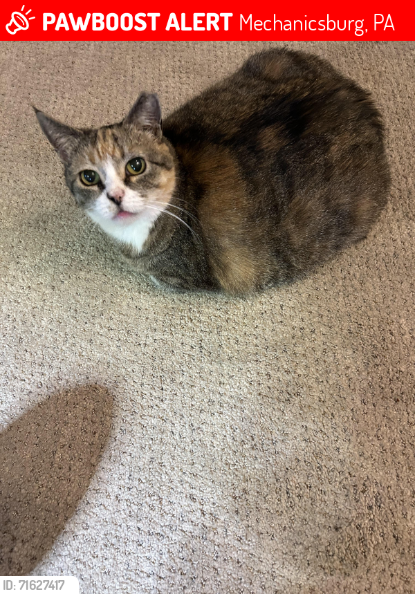 Lost Female Cat last seen Liberty and Margold, Mechanicsburg, PA 17055