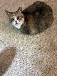 Lost Female Cat last seen Liberty and Margold, Mechanicsburg, PA 17055