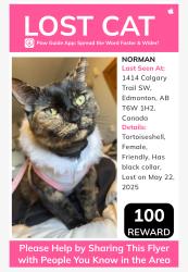 Lost Female Cat last seen Chatea motel on Calgary trail , Edmonton, AB T6W 1H2