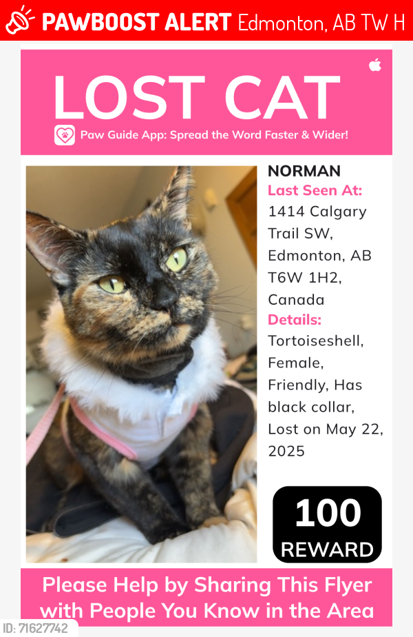 Lost Female Cat last seen Chatea motel on Calgary trail , Edmonton, AB T6W 1H2