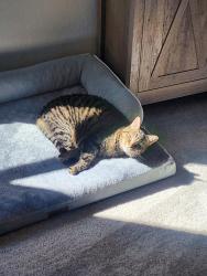 Lost Female Cat last seen Sterling Ranch Neighborhood / Blue Feather Loop, El Paso County, CO 80908