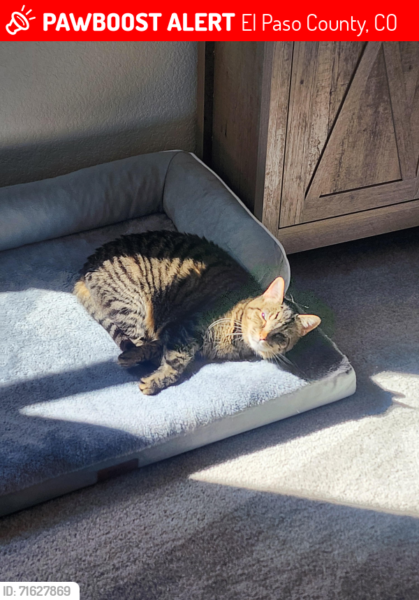 Lost Female Cat last seen Sterling Ranch Neighborhood / Blue Feather Loop, El Paso County, CO 80908
