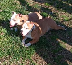 Lost Female Dog last seen Fairfield Rd and Dawnwood Dr, Trinity, NC 27370