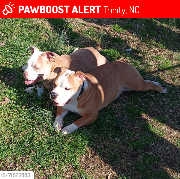 Lost Female Dog last seen Fairfield Rd and Dawnwood Dr, Trinity, NC 27370