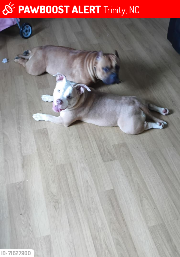 Lost Female Dog last seen Near Heathwood Dr, Trinity, NC 27370