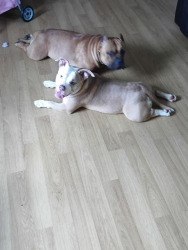 Lost Female Dog last seen Near Heathwood Dr, Trinity, NC 27370