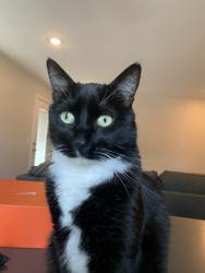 Lost Male Cat last seen Friars Rd & Mission Center , San Diego, CA 92108