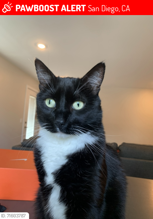 Lost Male Cat last seen Friars Rd & Mission Center , San Diego, CA 92108
