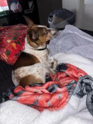 Lost Male Dog last seen Near county rd, Pickton, TX 75471