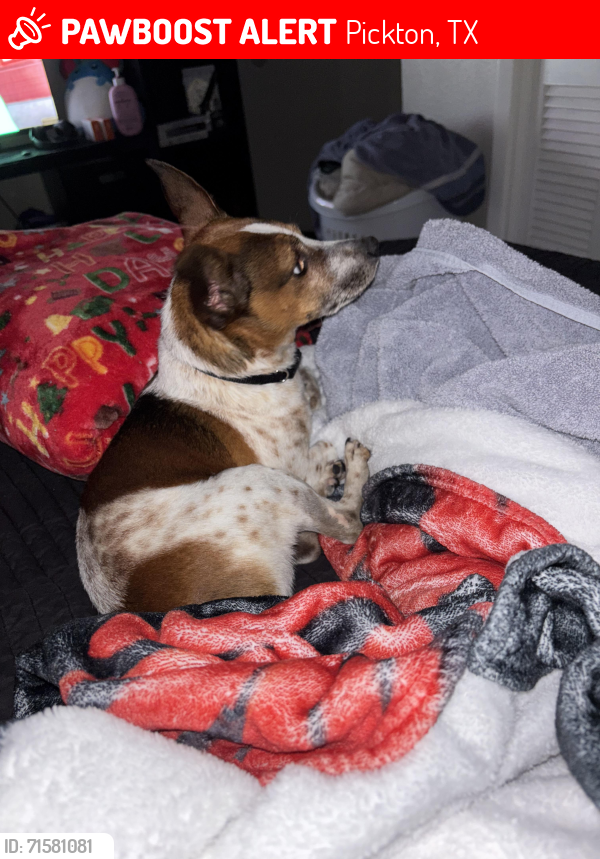 Lost Male Dog last seen Near county rd, Pickton, TX 75471