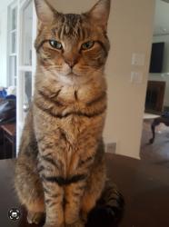 Lost Male Cat last seen Near 407th Ave Genoa City, Genoa City, WI 53128