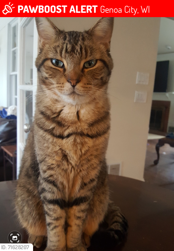 Lost Male Cat last seen Near 407th Ave Genoa City, Genoa City, WI 53128
