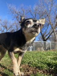 Lost Female Dog last seen E. Reno & Highland Rd. At Reno Animal Hospital , Midwest City, OK 73110