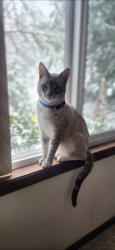 Lost Male Cat last seen Zane Lane, Castle Rock, WA 98611
