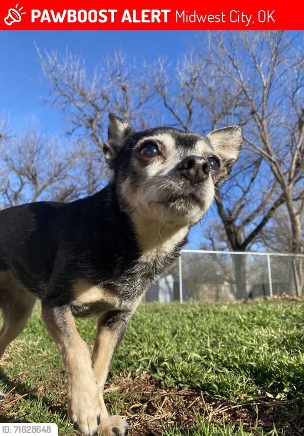 Lost Female Dog last seen E. Reno & Highland Rd. At Reno Animal Hospital , Midwest City, OK 73110