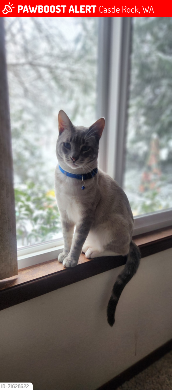 Lost Male Cat last seen Zane Lane, Castle Rock, WA 98611