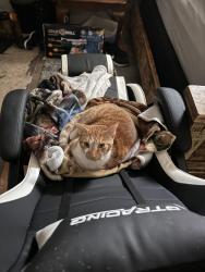 Lost Male Cat last seen Blackwell Dr , Hohenwald, TN 38462