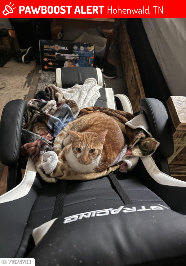 Lost Male Cat last seen Blackwell Dr , Hohenwald, TN 38462