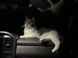 Lost Male Cat last seen Fallen Leaf Campground campsite #2, South Lake Tahoe, CA 96150