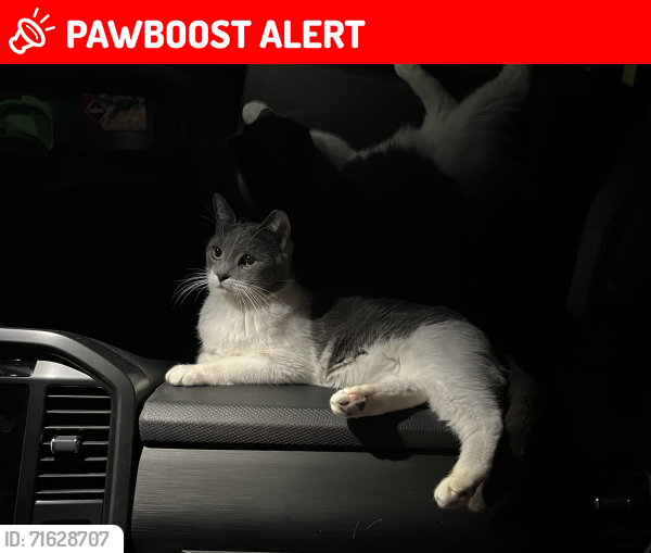Lost Male Cat last seen Fallen Leaf Campground campsite #2, South Lake Tahoe, CA 96150