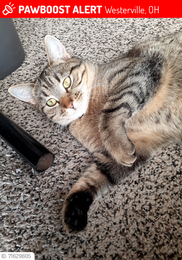 Lost Female Cat last seen Near Albany Crossing, Westerville, OH (Intersection of Hamilton Rd and Old 161), Westerville, OH 43081