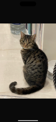 Lost Female Cat last seen Co Op on Marshall lake road , West Midlands, England B91 1TE