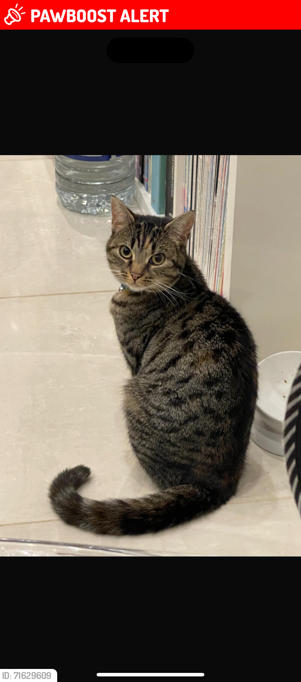 Lost Female Cat last seen Co Op on Marshall lake road , West Midlands, England B91 1TE
