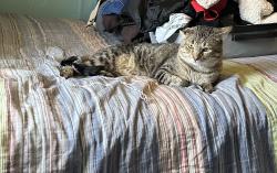 Lost Male Cat last seen Palm Drive, Sundial Key Drive, Ocoee, FL 34761