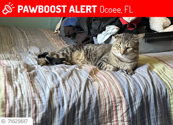 Lost Male Cat last seen Palm Drive, Sundial Key Drive, Ocoee, FL 34761
