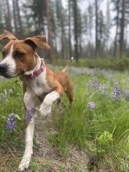 Lost Female Dog last seen Nob Hill, Hy’s Mini Mart (Lincoln & Custer), Yakima, WA 98901