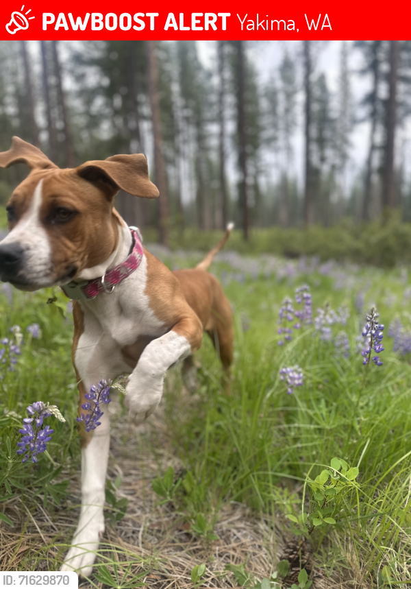 Lost Female Dog last seen Nob Hill, Hy’s Mini Mart (Lincoln & Custer), Yakima, WA 98901